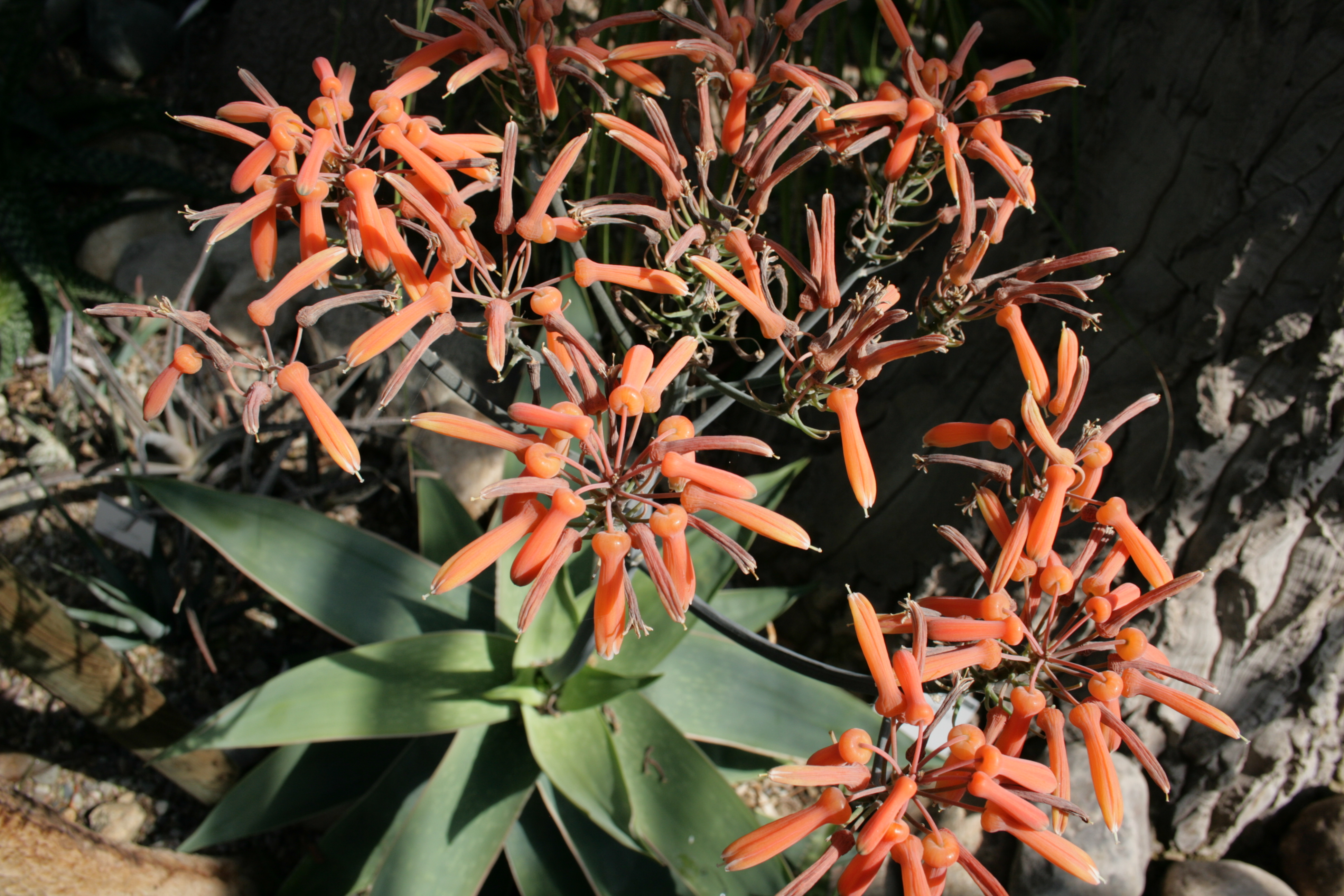 آلوئه آلبیفلورا - معرفی و خواص گیاهان دارویی